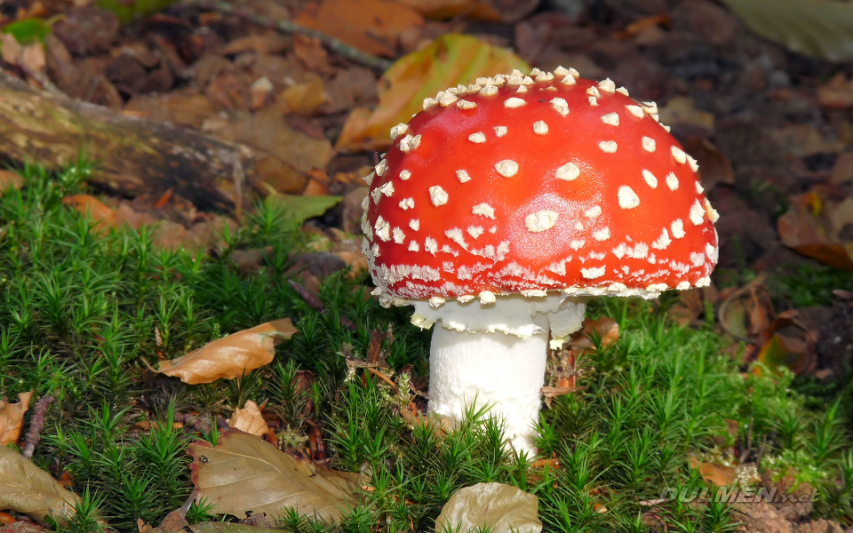 Fly Agaric (Amanita muscaria)